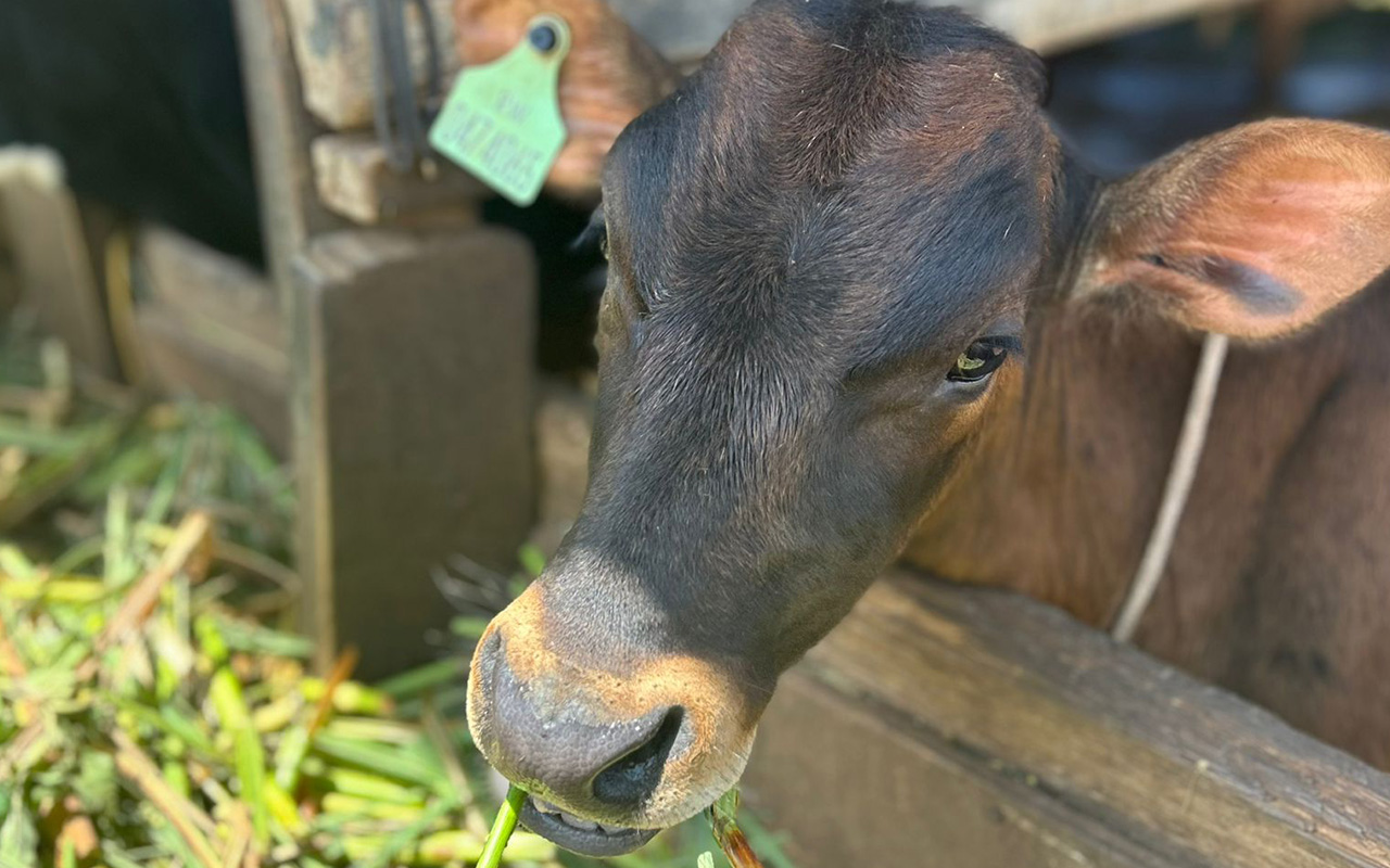 Jersey Cow, Global Impact